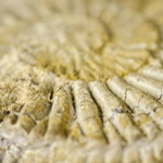 Close up of a textured fossil 